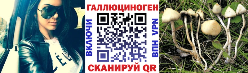 Псилоцибиновые грибы Psilocybe Закаменск